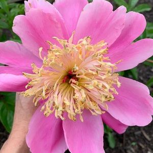 Meet your Posher, Celest